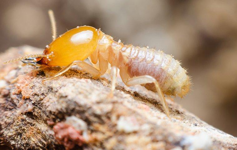 a termite on a piece of dead wood