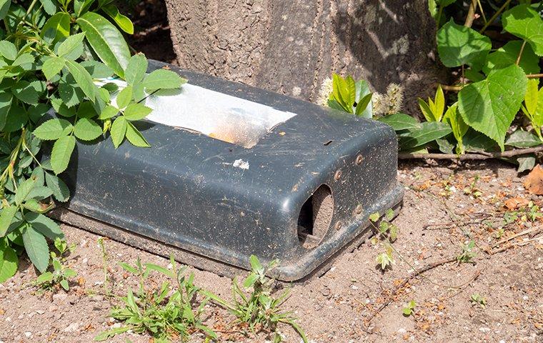 a rodent trap outside home