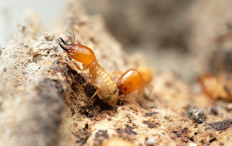 two termites near home in georgia