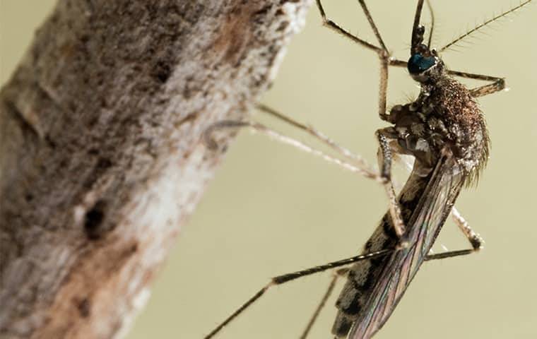 a mosquito on a tree branch