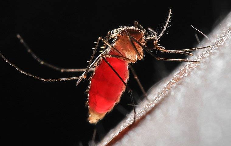 a mosquito full of blood on a person