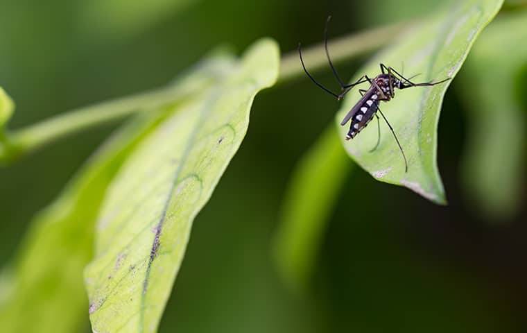 a mosquito landing on a plant leaf outside