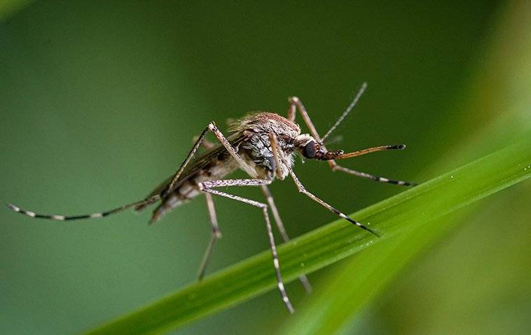 a mosquito landing on a blade of grass