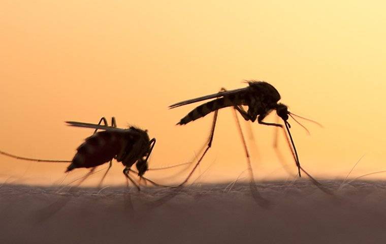 two mosquitoes biting a person outside