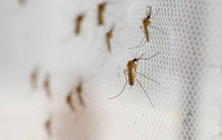 mosquitoes on bug netting
