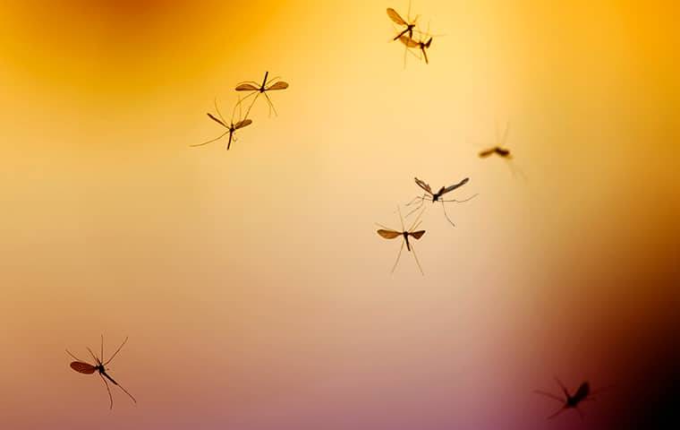 mosquitoes swarming above a yard