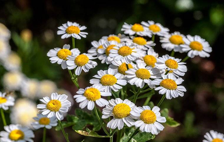 small white flowers called pyrethrum