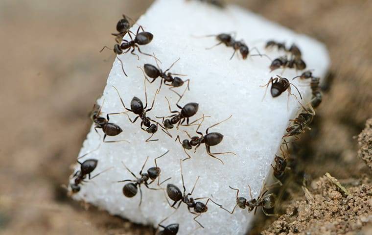 Ant Prevention 