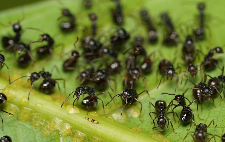 many ants on a leaf