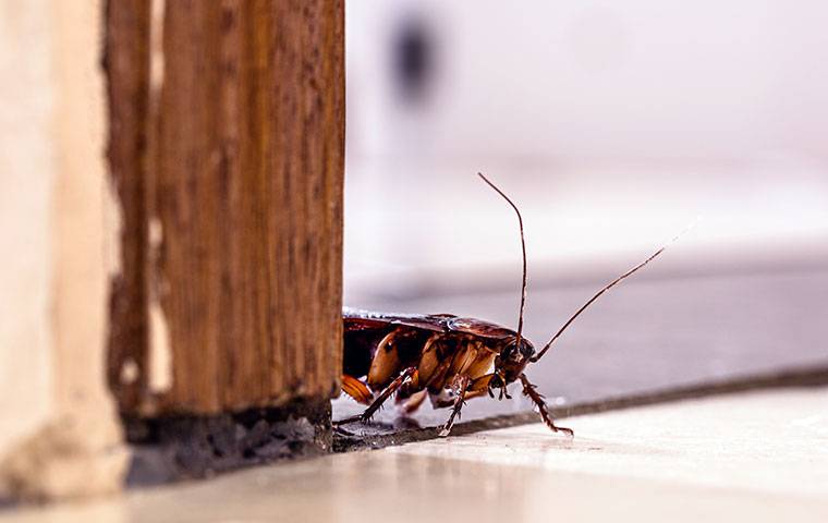 an american cockroach crawling in a home