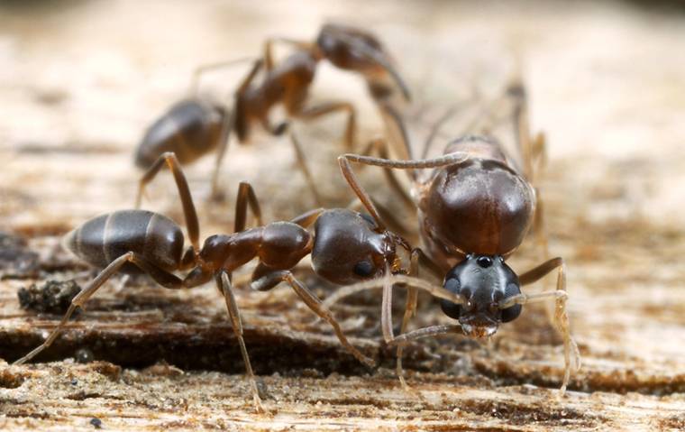 close up of ants on wood