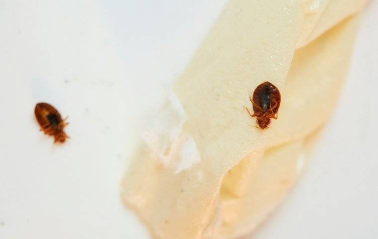 two bed bugs