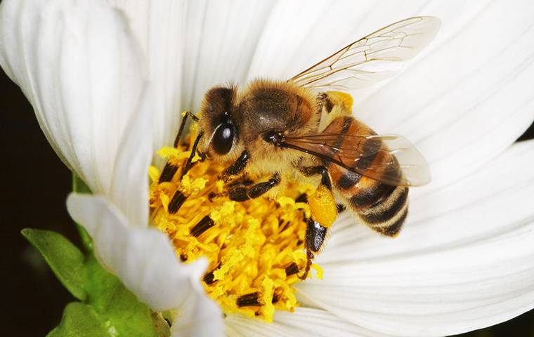 a bee that landed on a white flower to get pollen
