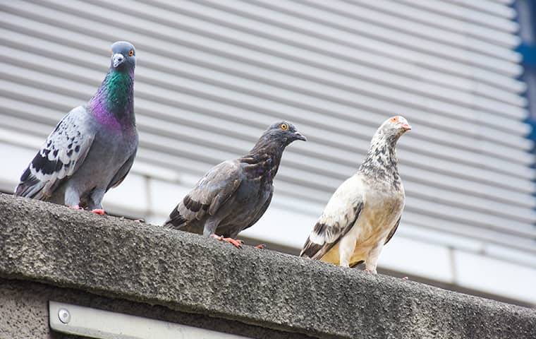 pigeons on building edge