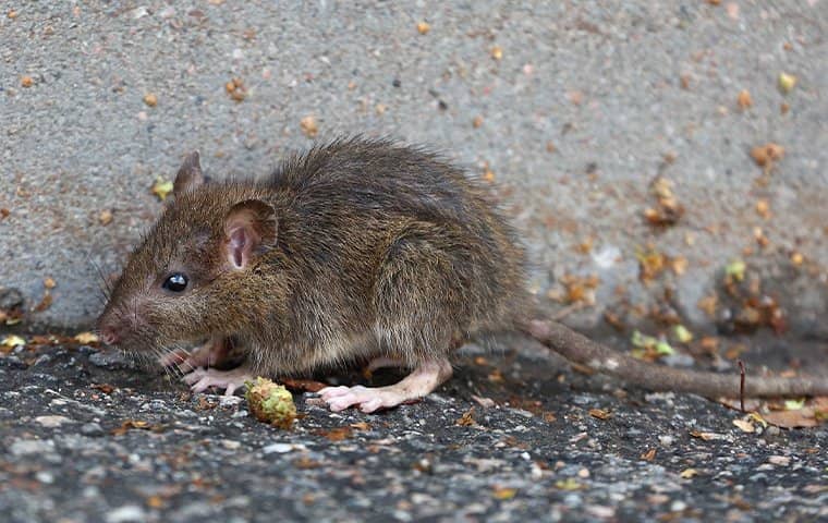 brown rat outside home