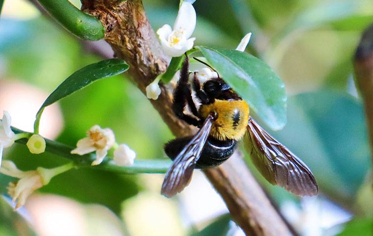 carpenter bee on plant