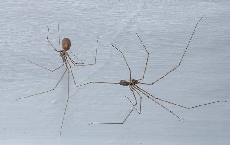spiders on a white wall
