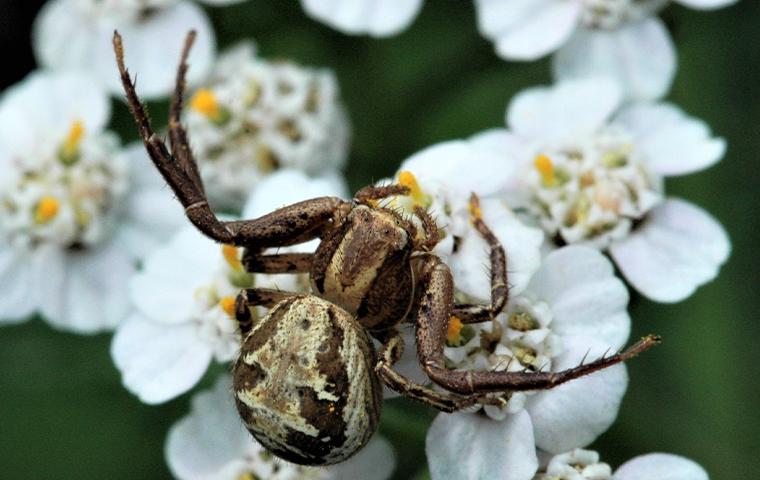 Spiders  Facts & Identification, Control & Prevention