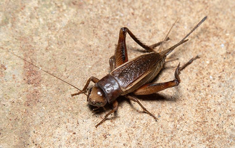 a cricket in a basement