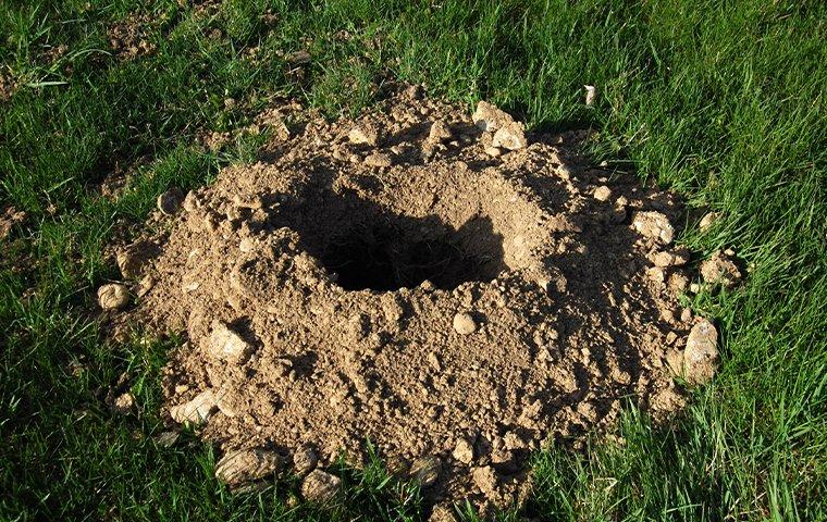 gopher hole in lawn