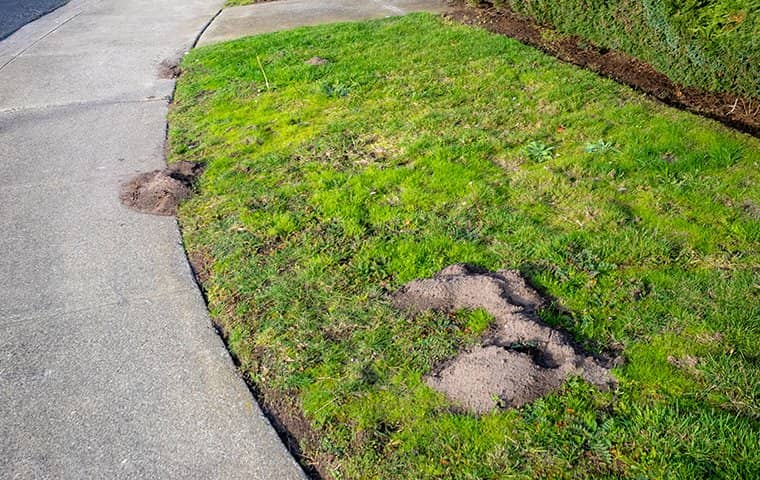 gopher holes in lawn