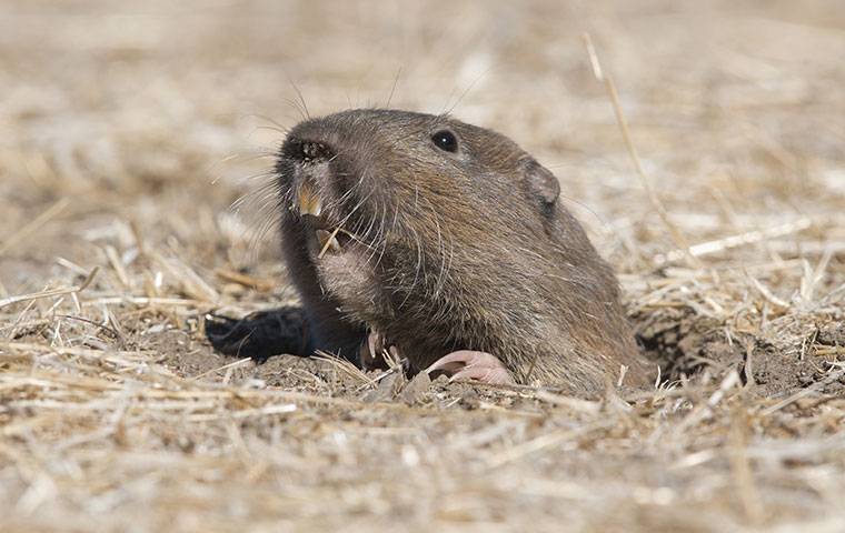 gopher with head sticking out of ground