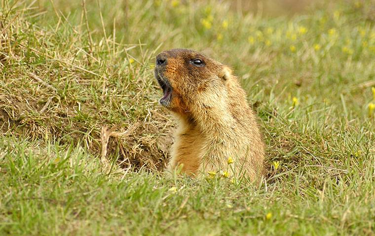 gopher with its mouth open