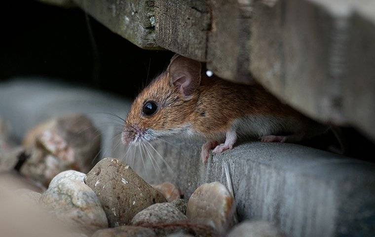 House mouse hiding under the side of a house