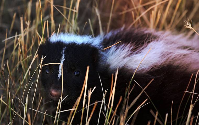 a little skunk in a dark field