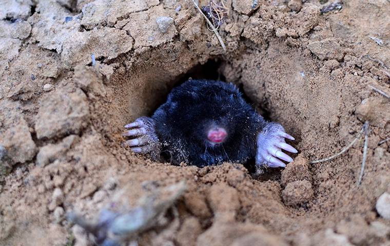 a mole crawling out of a hole