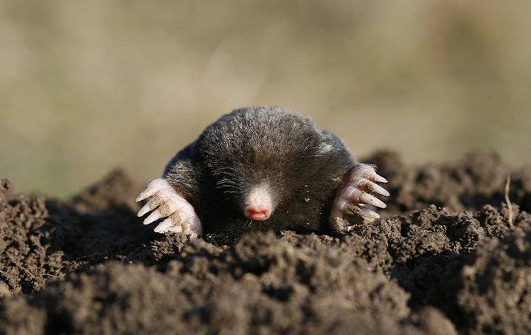 mole in a burrow