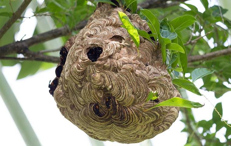 paper wasp nest in tree