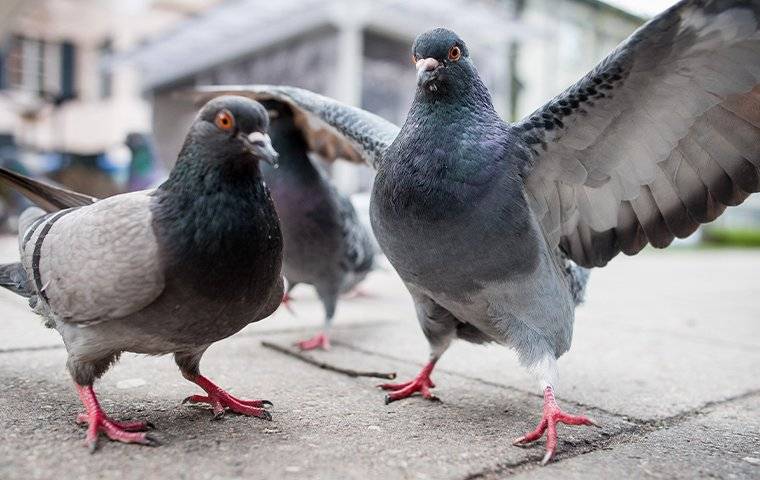 pigeons on a sidewalk