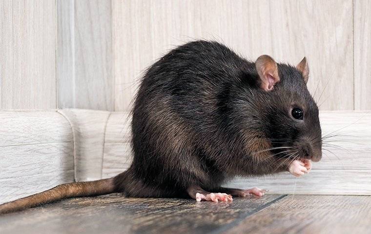 a rat eating food in a pantry