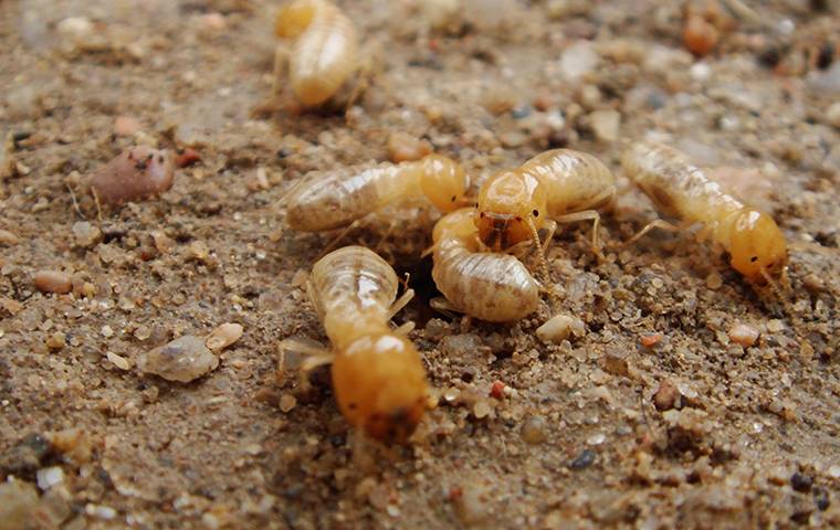 swarm of termites on gravel ground