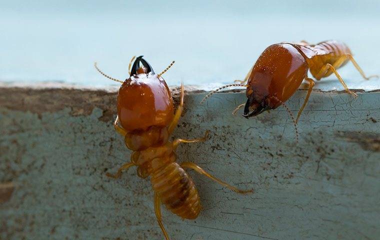 two termites on wood