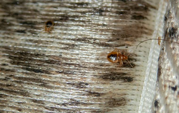 bed  bug crawling on a dirty mattress