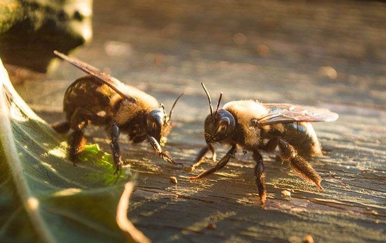 two bees in the dark