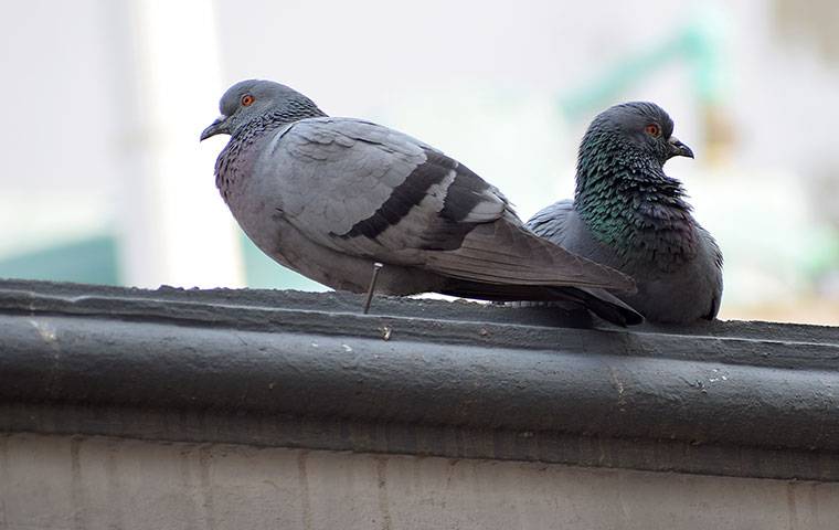 two pigeons sitting on roof