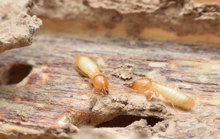 two termites on chewed wood