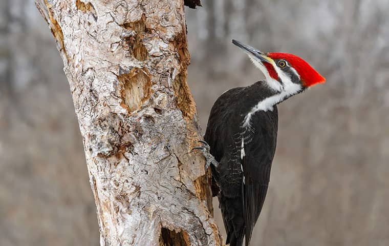 woodpeckers can be beautiful but their constant pecking can get annoying