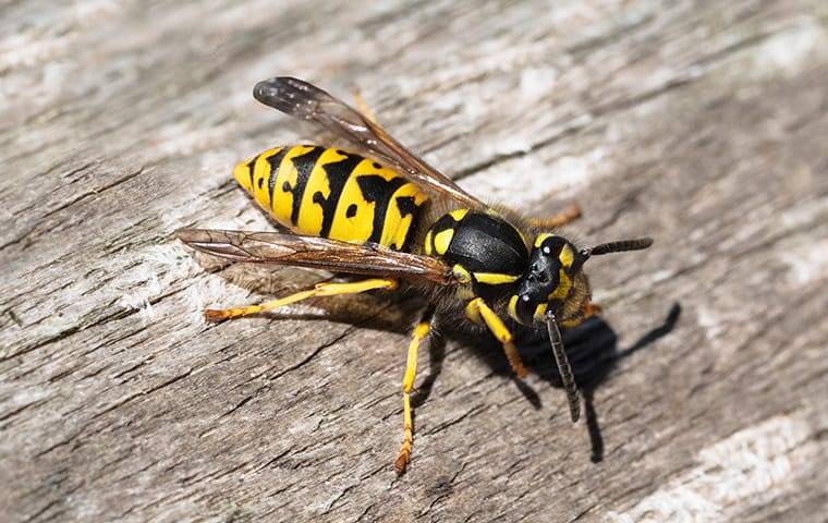 a yellow jacket on wood near a home