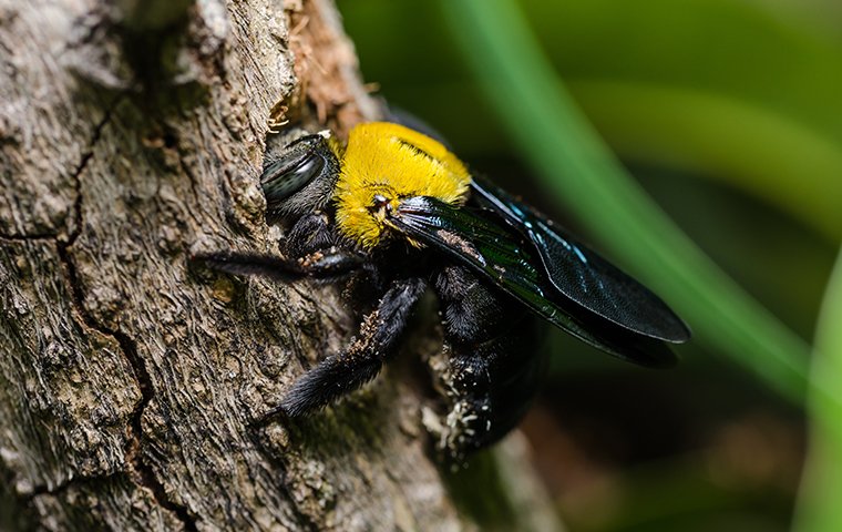 carpenter bees sting