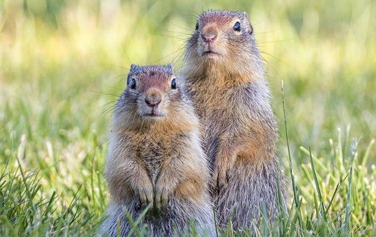 two ground squirrels in a back yard