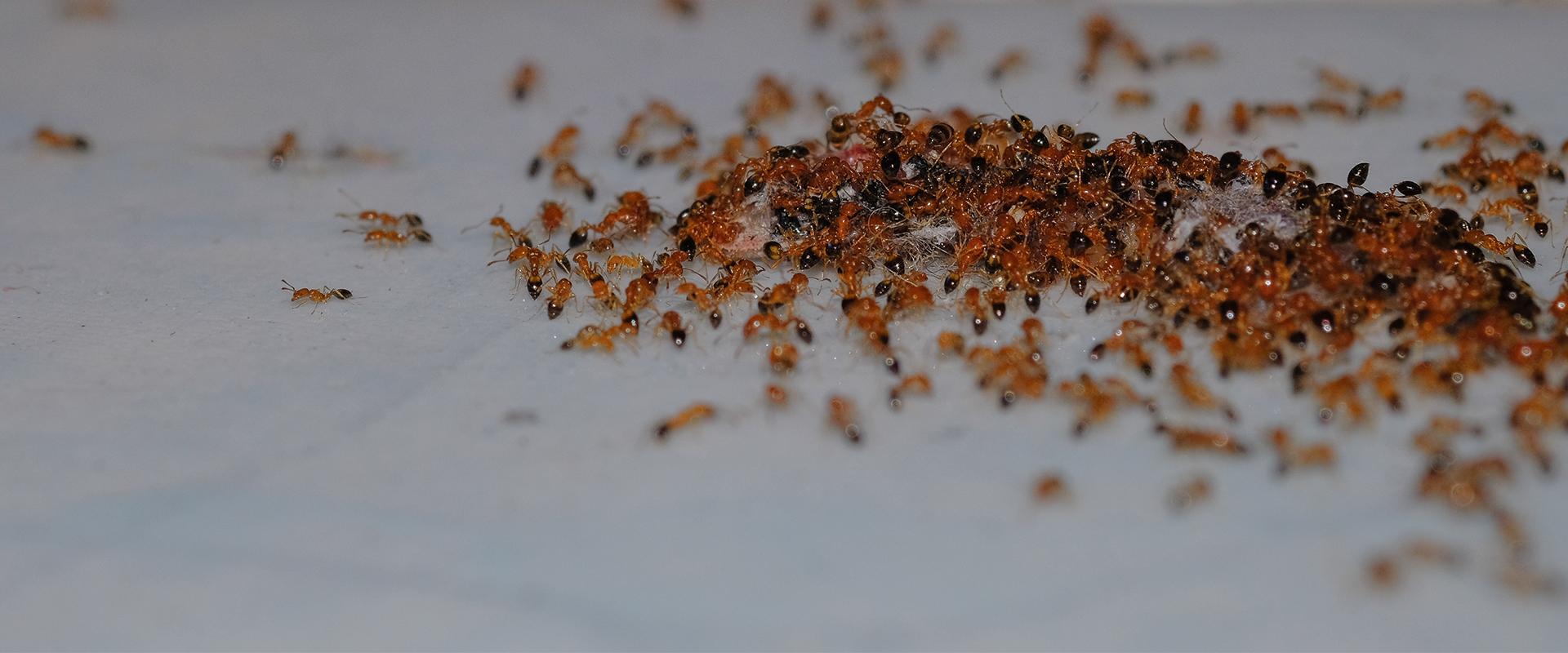 argentine ants on gravel