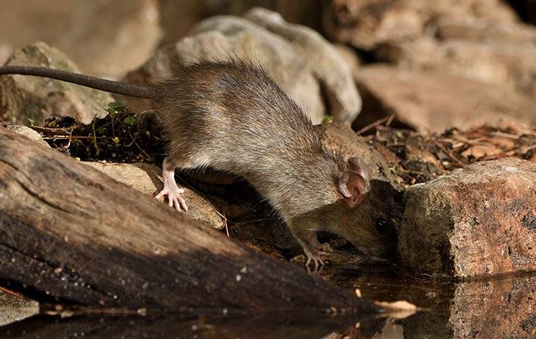 rodent drinking water from a log
