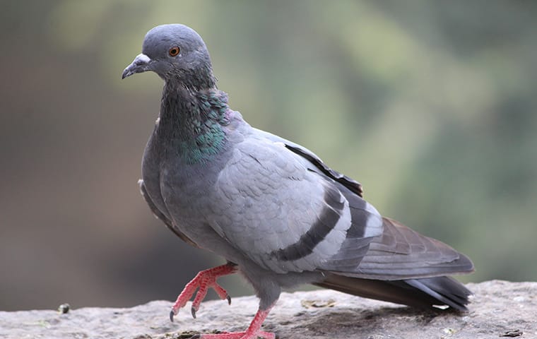 a pigeon walking outside