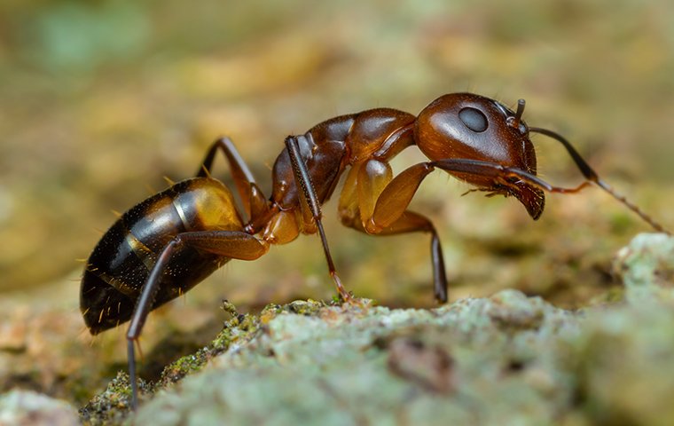 argentine ant on gravel