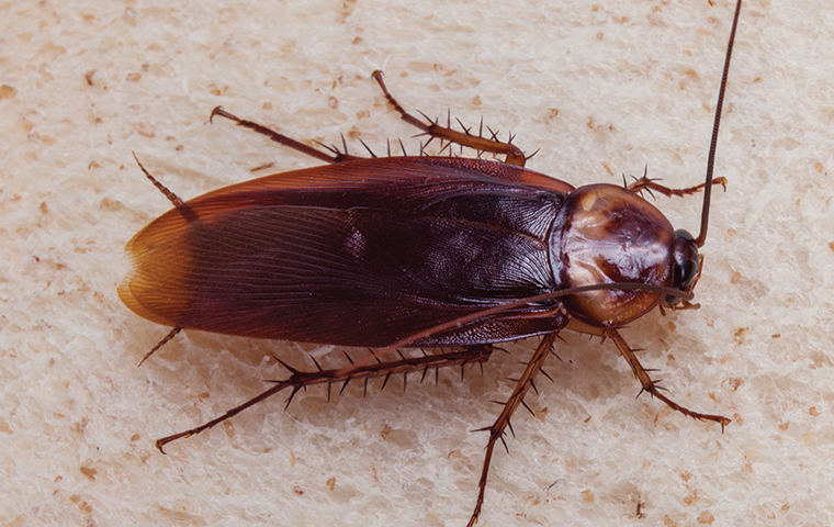 american cockroach