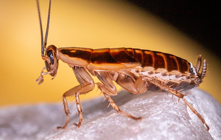 a cockroach on a rock
